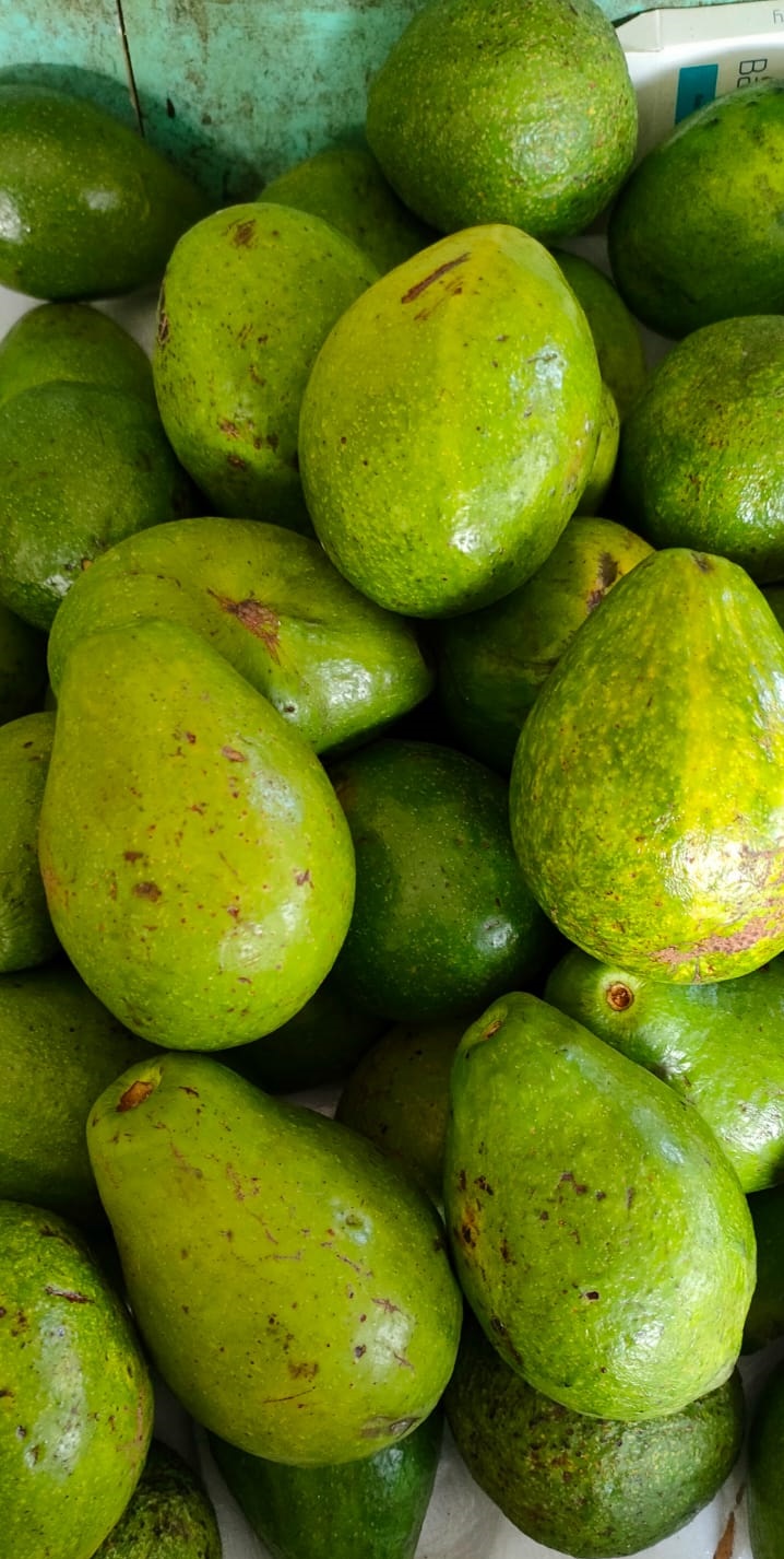 082233577683 Pusat Gudang Supplier Jual Harga buah Alpukat Segar Murah Berkualitas Terpercaya Distributor Agen